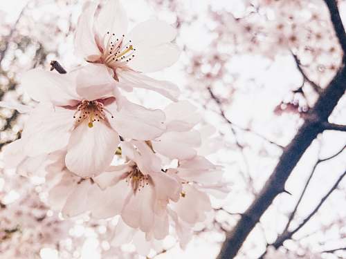 blossom selective focus photography of white petaled flower plant